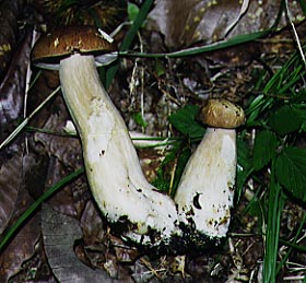 Porcini 2